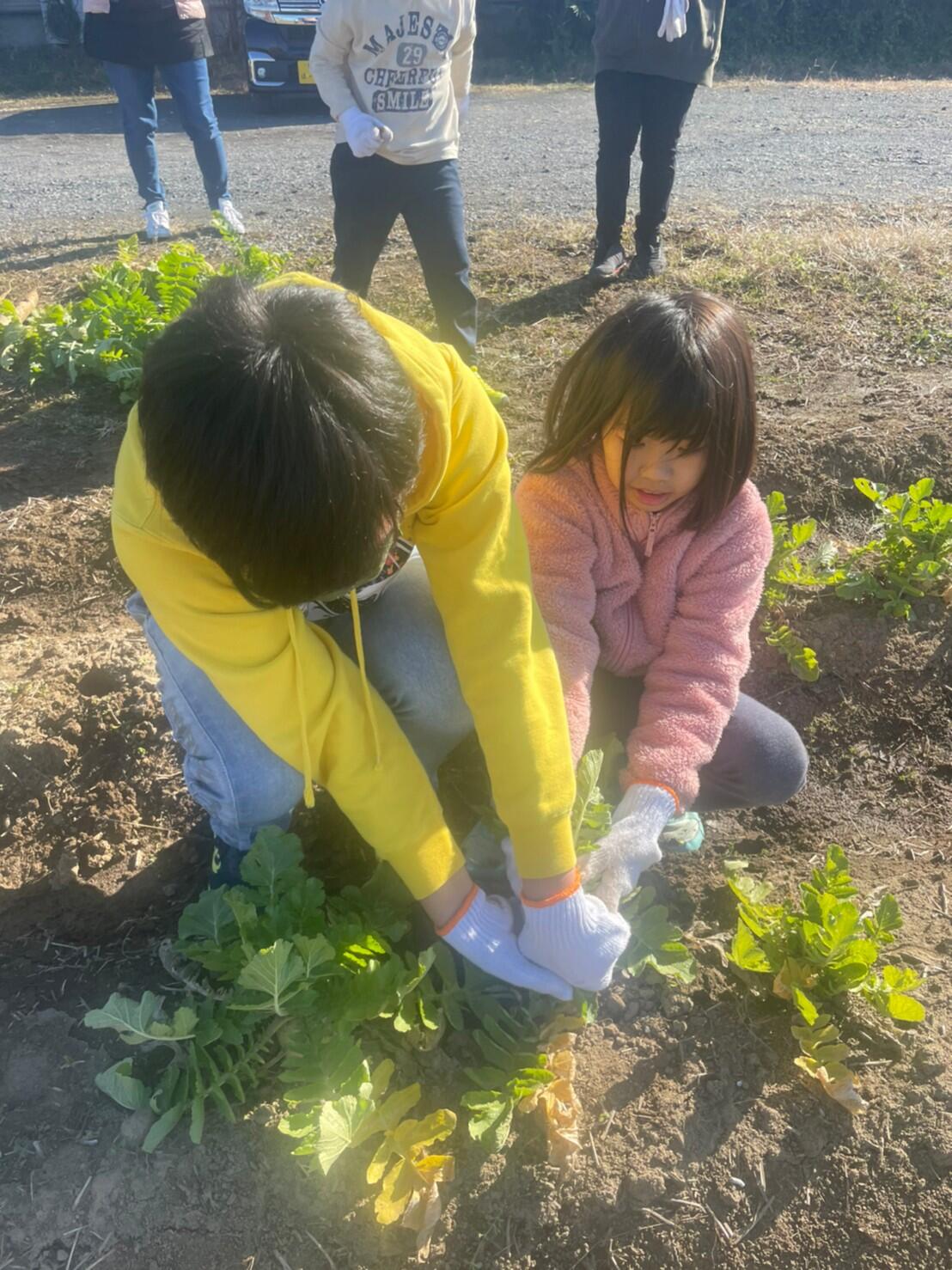 2人の子どもが一緒に畑の大根を引き抜いている様子