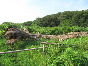 葦で出来た龍神マルコ（マルコとはエスペランド語で湿地を意味する）